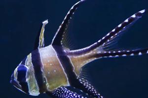 Banggai Cardinalfish Thumbnail