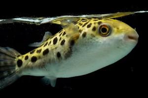 Green Spotted Puffer Thumbnail