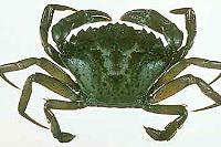 Green Crab Thumbnail