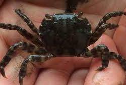 pacific grapsid shore crab