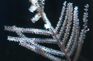 Ribbon Gorgonian Thumbnail