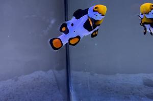 Picasso Clownfish Thumbnail