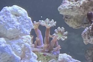 Clove Polyp Thumbnail