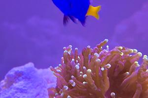 Yellowtail Damselfish Thumbnail