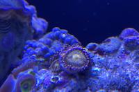 Button Polyp Thumbnail