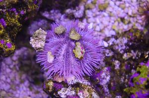 White Sea Urchin Thumbnail