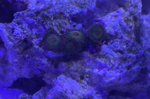 Rasta Zoas Thumbnail