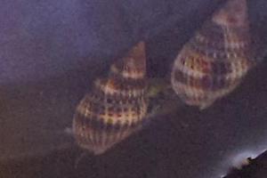 Nassarius Snail Thumbnail