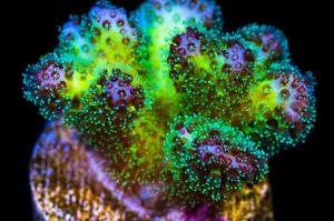 WWC Rainbow Pocillopora Thumbnail