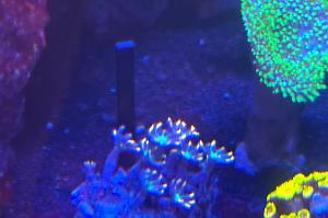 Gold Clove Polyps Thumbnail