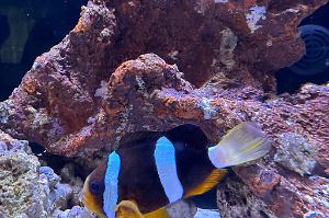 Clarkii Clownfish Thumbnail