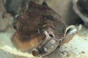 Strombus Snail Thumbnail