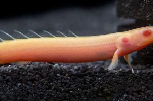 Senegal Bichir Thumbnail