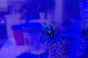 Green Elkhorn Montipora Thumbnail