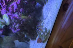 Tiger Goby Thumbnail