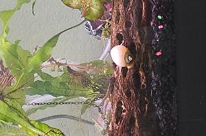 White Mystery Snail Thumbnail