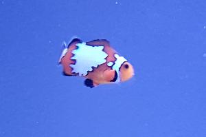 Snowflake Clownfish Thumbnail