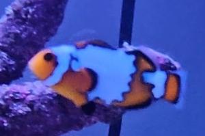 Snowflake Clownfish Thumbnail