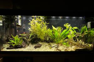 My Aquarium on 2024-02-05T07:28:24.707710Z[GMT]