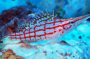 Longnose Hawkfish Thumbnail