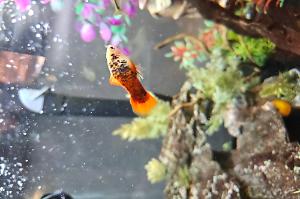 Platy Fish Thumbnail