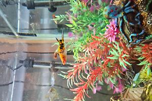 swordtail Thumbnail