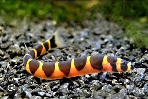 khulli loach Thumbnail