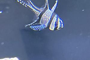 Banggai Cardinalfish Thumbnail