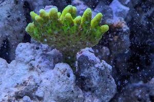 CB Hulk Montipora Thumbnail