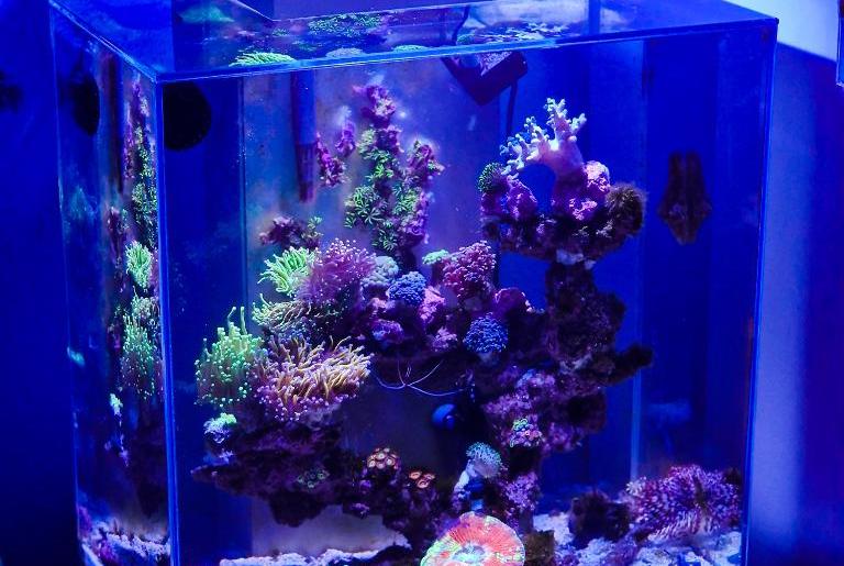 Fluval Edge on 2024-02-08T20:09:00.447412Z[GMT]