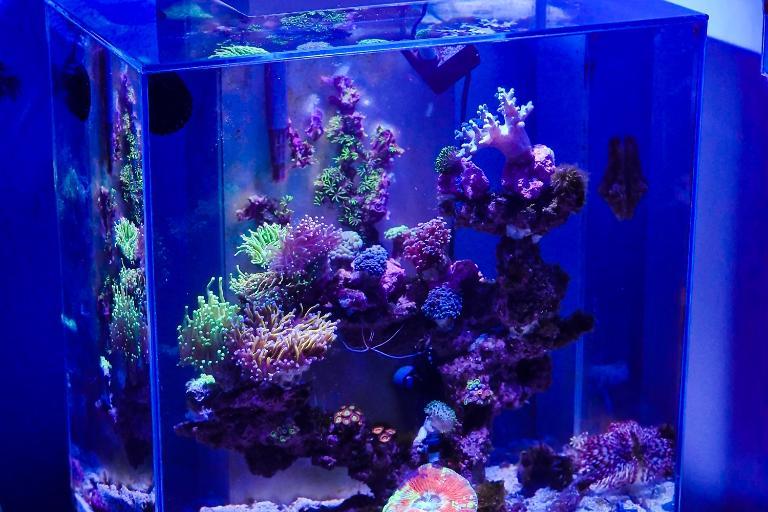 Fluval Edge Thumbnail