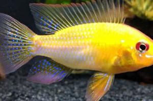 Gold Ram Cichlid Thumbnail