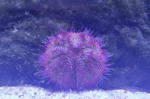 urchin Thumbnail