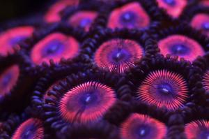 Armor of God Zoanthid Thumbnail