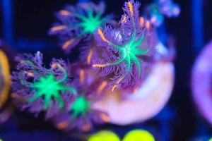 Rainbow Clove Polyps Thumbnail