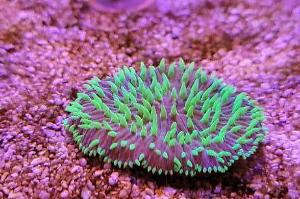 plate coral Thumbnail