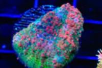 Patrick Star Chalice Coral Thumbnail