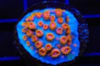 WWC Bizarro Cyphastrea Coral Thumbnail