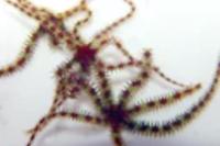 Micro Brittle Starfish Thumbnail