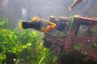 Painted Platy Thumbnail