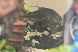 Peppered Corydoras Thumbnail