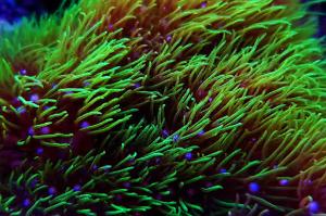 Green Star Polyps Thumbnail