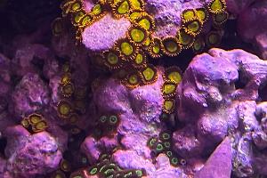 Mandarin Orange Zoa Thumbnail