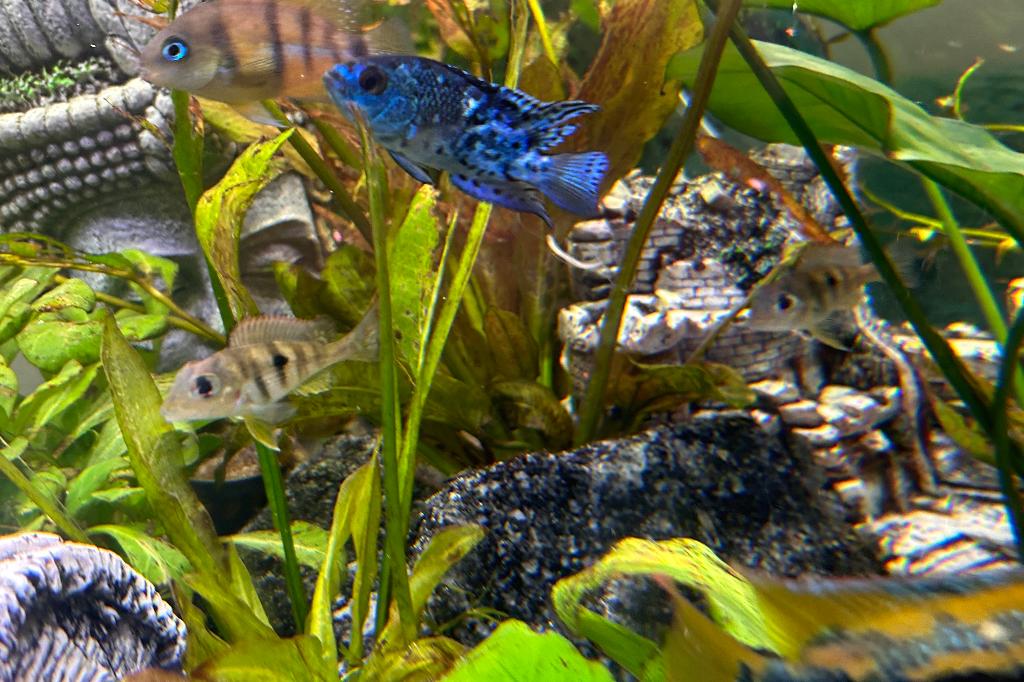 Electric Blue Jack Dempsey / Nandopsis octofasciatum Electric Blue Jack Dempsey 7