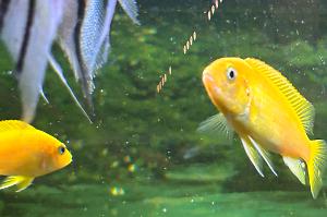 Yellow Lab Cichlid Thumbnail