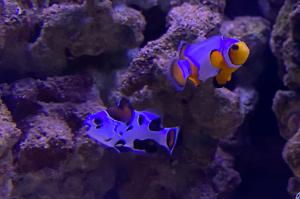 Snowflake Clownfish Thumbnail