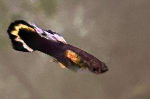 Black guppy - male Thumbnail