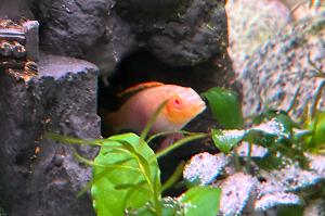 Albino Kribensis Cichlid Thumbnail