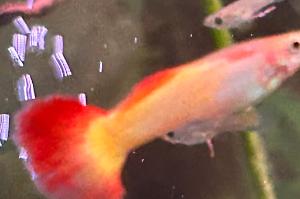 Flame Guppy - Male Thumbnail