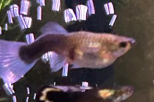 Blue Cobra Guppy - female Thumbnail